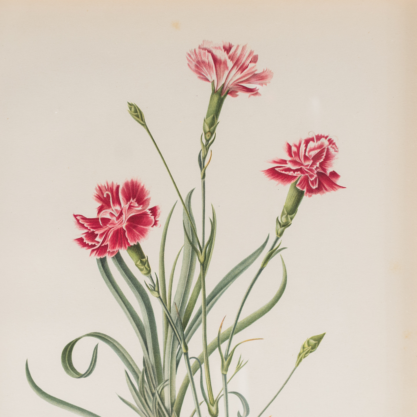 Old Carnations and Pinks - Works of Art - LASSCO Brunswick House